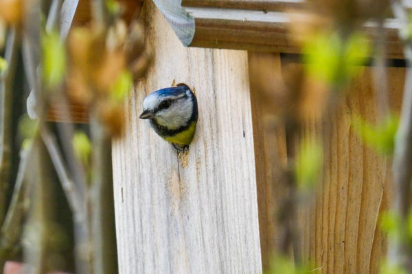 Une mésange bleue qui sort la tête par le trou d'une nichoir en bois au milieu de branches.