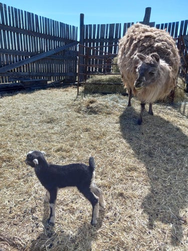 A giant fuzzy llama in a hay-filled pen surrounded by a tall wooden fence, staring intensely at a tiny, fuzzy black goat who is oblivious to the llama's judgemental stare