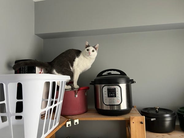 A gray-and-white kitten named Olive stands on a wooden pantry shelf lined with pots, kitchen appliances, and one white laundry basket. Olive’s standing on top of a closed red pot, and looks up toward the ceiling as though unsure what she’s supposed to do next.