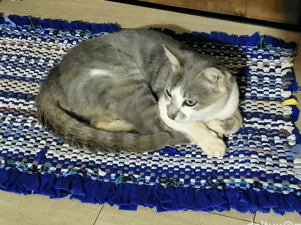 A grayish cat with white chest and front paws lying on a door mat