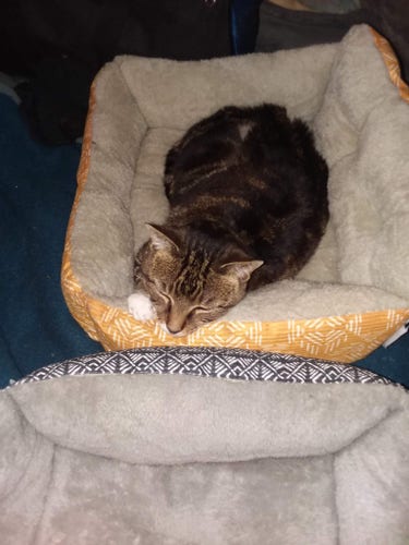 Ginza is in one of her cat beds that is temporarily on the bed in the bedroom. She is looking at a second bed next to the cat bed she is in.
