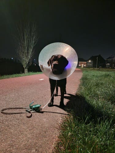 A chocolate brown Labrador with a cone of shame around her head. She's standing on a red pathway, looking at the camera. Her leash laying next to her. A purple light making her more visible in darker areas.