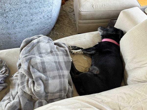 A black dog lays on her side against the side cushion and rear cushion of the couch. There is a large mound of gray plaid blanket by her feet. This was between her and me, and it obscured my sight of her.