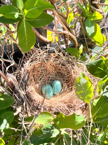 A bird's nest with two blue eggs amongst green leaves and branches.