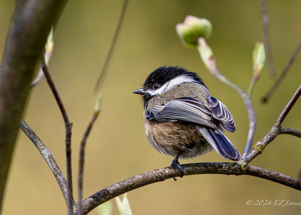 A small Black-capped Chickadee with black and white markings and a touch of beige on its underside is perched on a slim branch. Surrounding buds are the signs of spring, and the bird's detailed plumage stands out against the soft, blurred background.