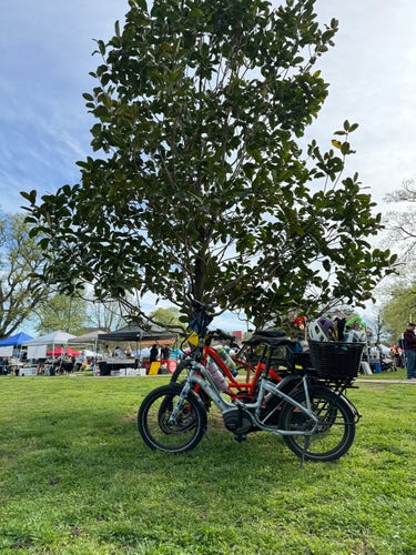 Bicycles parked next to a magnolia tree, with farmers market tents in the background