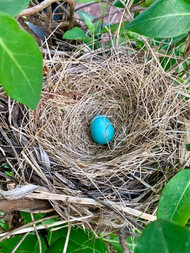 A bird's nest with a single blue egg nestled among twigs and leaves.