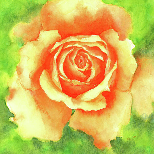 Orange rose blossom in a square is a watercolor painting in contemporary square format painted by artist Karen Kaspar. A beautiful rose flower is blossoming in bright shades of orange and peach on an abstracted garden background in shades of fresh green.