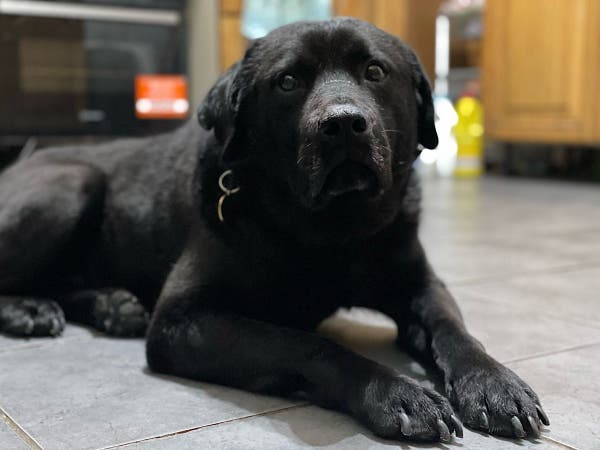 Adult male Labrador cross dog lying on a grey, tiled kitchen floor. There are blurry kitchen cupboards behind him.