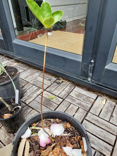 Plant growing in a pot. One tall stem about 35 cm high with 4 green leaves at the top. If you expand the photo you can see some tiny shoots coming from near the base of the stem.