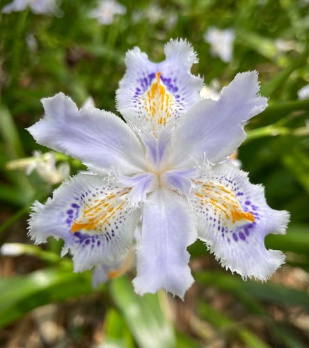 Fringed iris flowers bloom quietly in the forests of Japan. They radiate cool colors in the shade of the trees. Among the species of iris they are very plain, but upon closer inspection the petals have a silky sheen. The glossy purple and yellow spots on the white background are beautiful.
They have the air of a gorgeous heron.