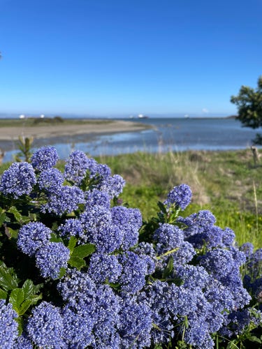 Photo with a fecund Ceanothus bush in the foreground and the San Francisco Bay in the background, out of focus. The bush is absolutely festooned with large, fuzzy blue flower clusters.