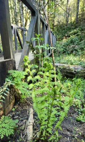A lady fern with 5 stems sprouts alongside a footbridge crossing a small stream in Capitol State Forest. The fern is a verdant green, it's vibrant color a stark contrest to the dark soil it grows from and the slate-gray railing of the bridge. The white and brown trunks of alders stand in the forest seen in the background, on the far side of the bridge.