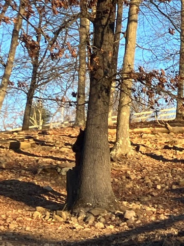 Trees on a hillside. Ears and a horse shadow can be seen behind one.