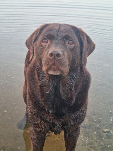A chocolate brown Labrador with greying snout, standing at the water side, waiting for me to throw her ball. She's looking up to where I'm holding the ball, wet from previous swims.
