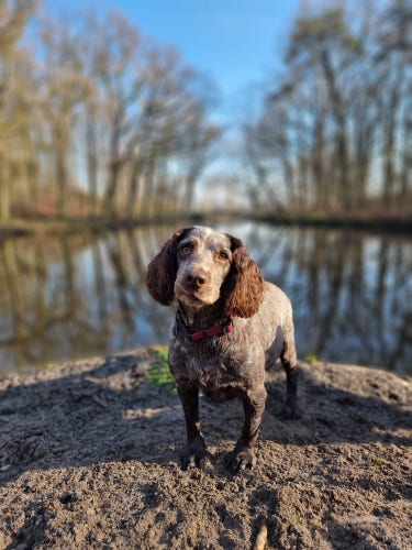 A photo of Nell the working cocker spaniel 