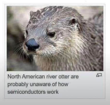 North American river otter are probably unaware of how semiconductors work