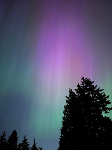 Aurora Borealis descending like a curtain of light in purple, pink, and green hues. The dark silhouette of fir trees occupy the lower third of the photo.