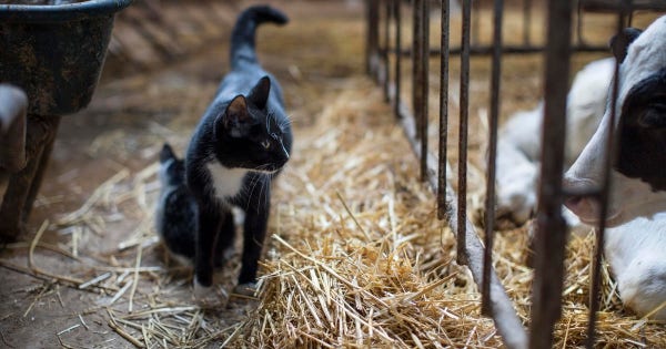 Cats getting birdflu and dying from cow's milk