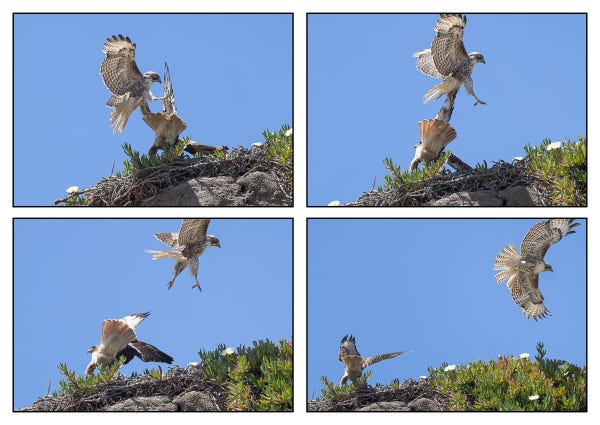 A quartet of photos showing an airborne red-tailed hawk, feet and claws extended, striking a second perched on a cliff then flying away.