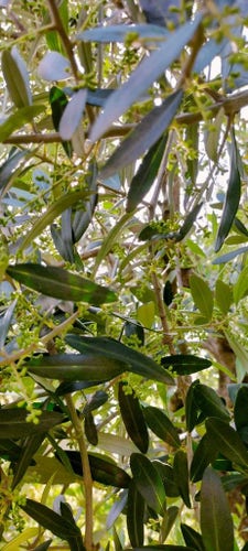 Foglie di olivo e grappolini di futura oliva.
