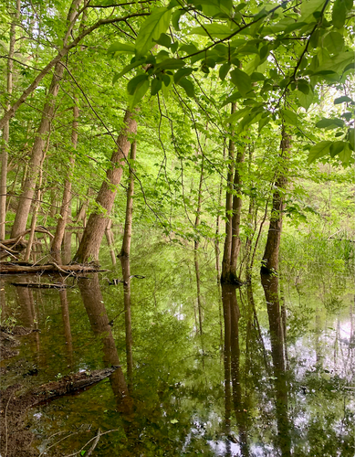 The dense woodland area is submerged in shallow water. It is the late afternoon, and atmosphere is warm and humid. Several tall trees protrude from the water, their reflections mirrored on the surface.