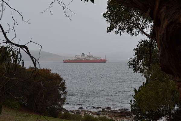 The RSV Nuyina, a large red icebreaker ship is passing through the Derwent river. There are trees in the foreground on the sides of the picture, and a rocky beach/bank is visible in the bottom of the frame with seagulls one the rocks. Across the river are distant hills. There is mist in the distance, mostly obscuring the further hills, and the sky is overcast with grey.