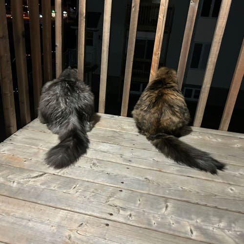Two long haired cats sitting on a balcony sticking out their heads looking at the car lights in the distance. It is nighttime. The cat on the left is a grey male. The cat on the right is a tortoiseshell female.