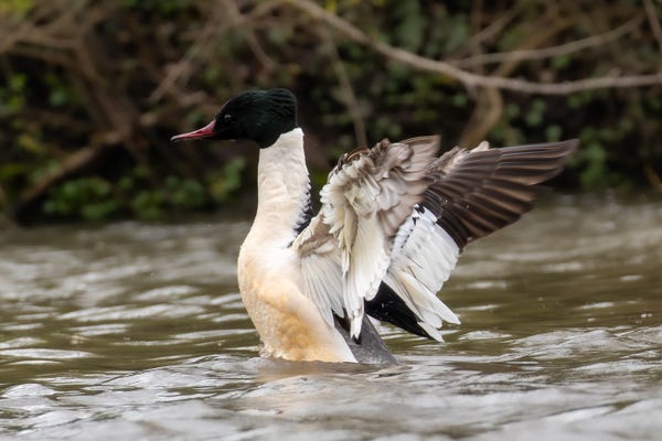 A photo of a male Common Merganser in a body of water. It was photographed in profile and is in the process of flapping its wings.