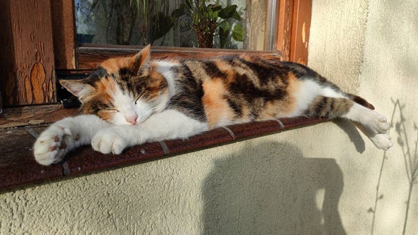 Photo of a tricolor cat, napping on outside window sill in stretched pose, with closed eyes. The cat have front paws in front of head, close to camera, with pink toe beans visible for right paw.