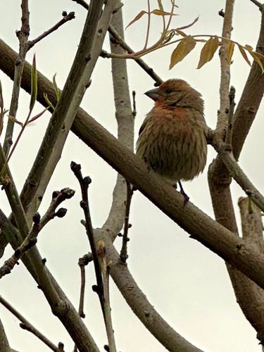 A bird with an orange chest perched on the branches of a budding tree.