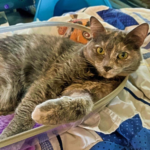 A dilute tortoiseshell cat reclines in the clear shell of an open cat backpack carrier, one dappled paw held up at a casual angle, illustrating Take It Easy Training.