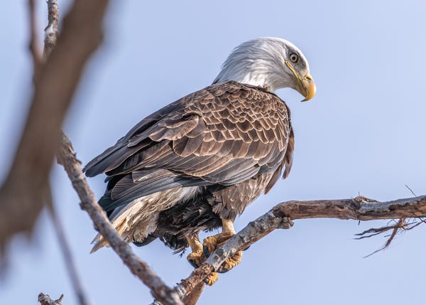 Image of an American bald eagle perched a branch with blue sky in the background. The eagle is facing right with its head tilted down to observe the river below. Bald eagles have brown body feathers, white head and tail feathers, clear, light yellow-green eyes with large pupils, yellow-orange beaks that curve downward to a point, yellow-orange legs, and yellow-orange feet that end in sharp black talons.