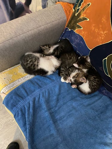 4 chatons endormis en tas sur un canapé (protégé de serviettes éponges). 
