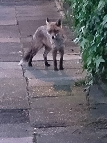 Curious mid size fox a few metres away on the pavement, choosing in between running away and wanting to know what is going on out there