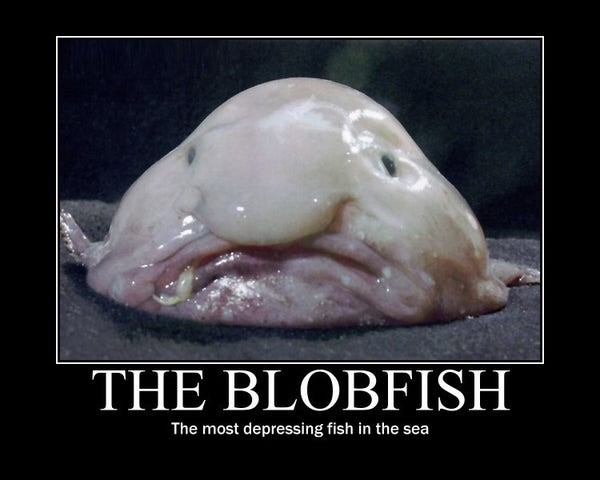 Framed image of a blobfish. The caption reads “The Blobfish - the most depressing fish in the sea”.