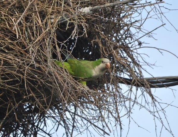 A Monk Parakeet perches in the entrance of its nest. The parakeet is mostly green, with a gray forehead and a gray chest. The bill is sort've a light orange. The nest is a wild assortment of brown twigs that are woven into a roughly spherical shape. The nest is  on top of a utility pole and wires can be seen passing through and behind the nest.