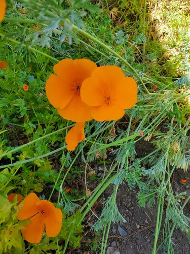Close up of some California poppies, that lovely bright orange. I love how they pop up in pavement cracks and untended verges, bringing their joy to all the lonely places. These are part of my native bee garden. 