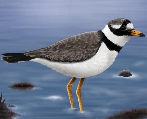 Realistic drawing of a rather small water bird, white on belly side, brown on wings, tail and top of its head. It has rings of black feathers on its neck and face and juicy orange beak and legs. It is standing in shallow water, surrounded by small stones and plants visible on surface.