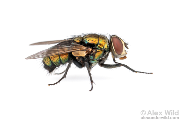 Photograph of a coppery-green metallic fly in side view, with a pure white background. The fly's forelegs are extended in grooming position, and the body is covered in small black bristles.