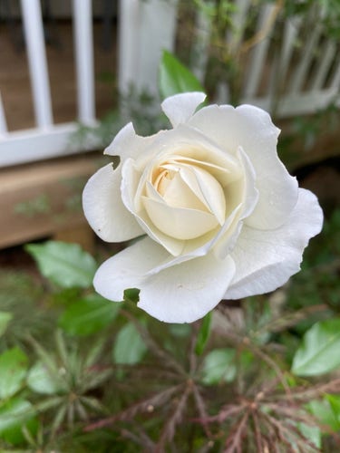 Picture of a white rose