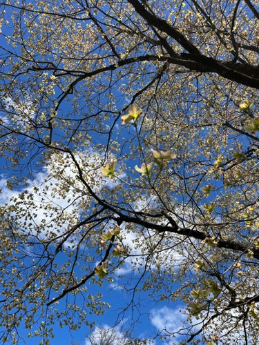 Looking upwards through the branches of a flowering Dogwood tree to blue sky and fluffy clouds beyond. The flowers are all over and are a waxy cream/green color.