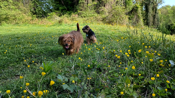 Two terrier mix dogs, on the grass in the park, amid new buttercups, with the edge of the woods in the background - Coco, the blonde one, is coming towards us, while Archie, the black-and-tan one, looks off to the left.