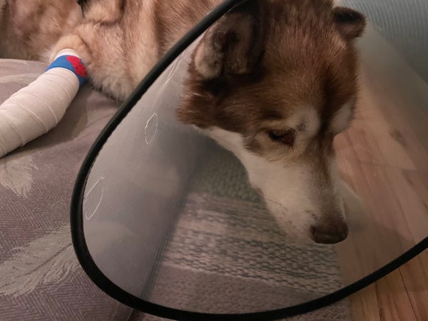A brown and white husky malamute cross in a cone with a bandaged leg.