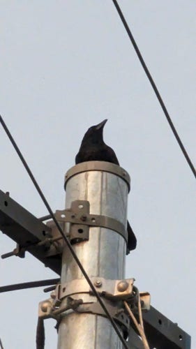 Mr. Crow on top of a pole