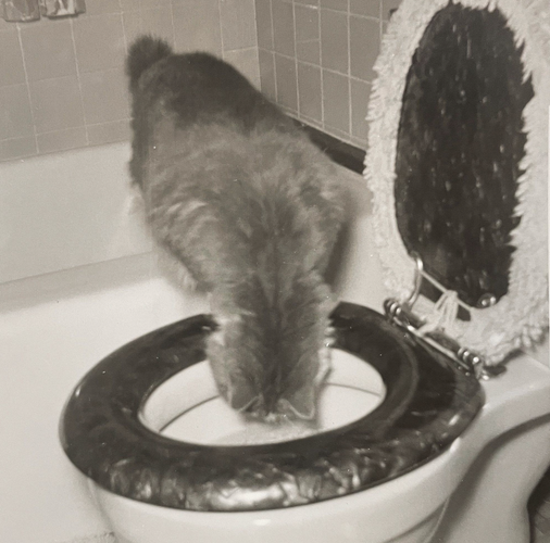 Black and white photo of a longhaired tabby cat, I believe it is ginger, crouching on the edge of a white bathtub to investigate the water in an adjacent toilet. The toilet lid has a carpeted cover fitted on it.