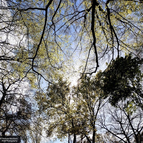 Look into a blue sky with white clouds through treetops that are just leafing out.