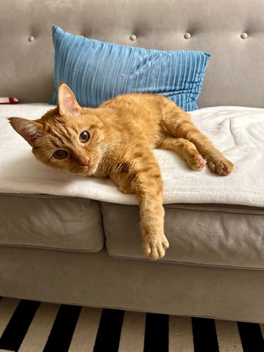 Loki, an orange tabby cat, lounging on a cream blanket on a grey sofa looking directly at you. Behind him is a turquoise tonally striped velvet rectangular pillow. Under the sofa is that ubiquitous cream and black striped IKEA Stockholm rug. 