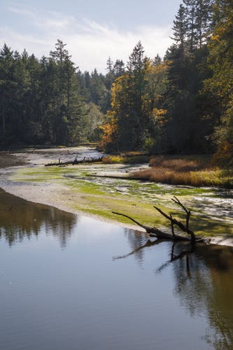 Narrow, shallow estuary with a flat area of algae-covered mud against reflective water, surrounded by tall trees with autumnal foliage, beneath a hazy blue sky. Vancouver Island, Canada, October 2017.