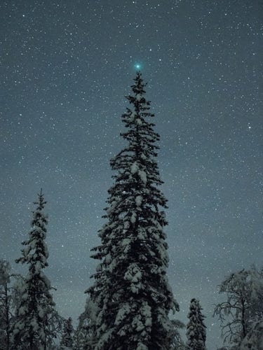 Virtanen's "Christmas" comet burns on top of a spruce tree, Norway)))